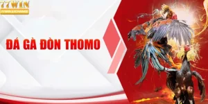 Đá Gà Đòn Thomo - Siêu Phẩm Giải Trí Đỉnh Cao Tại 77Win