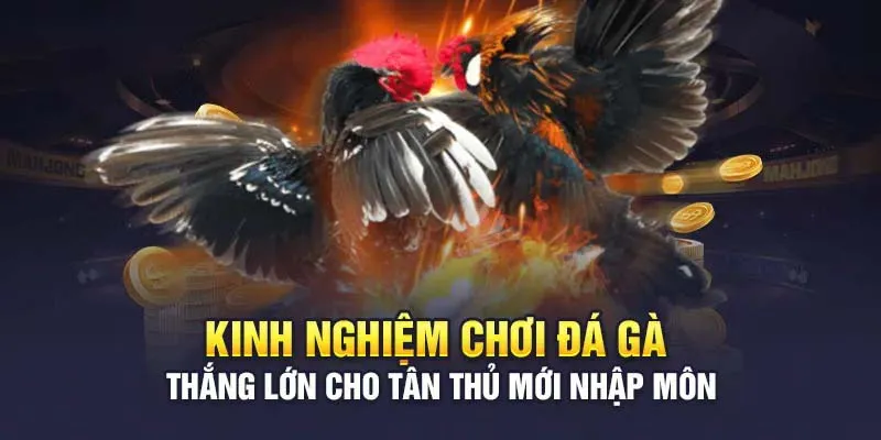 Kinh nghiệm cá cược cực hay bạn không nên bỏ qua